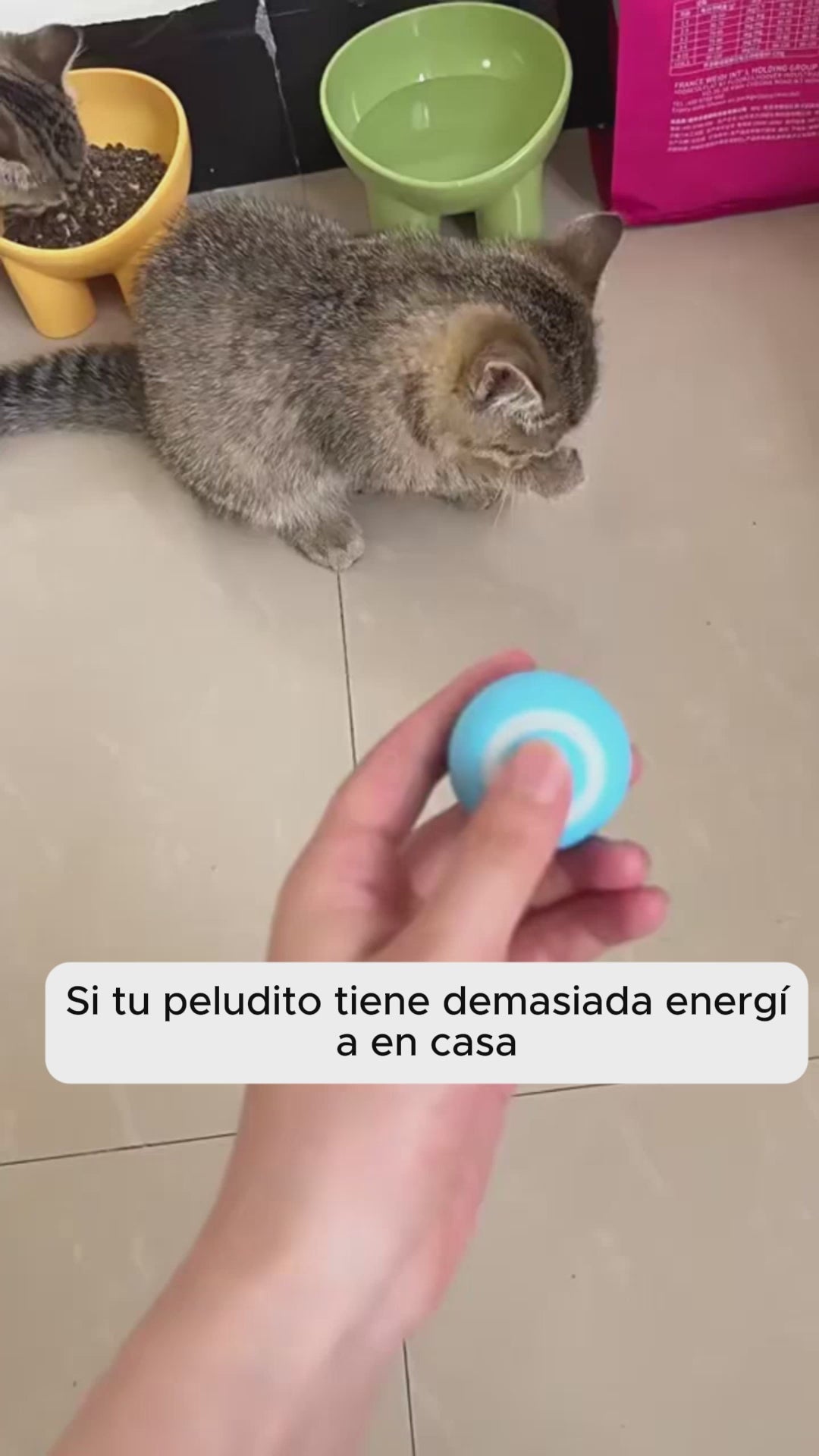 PawMotion