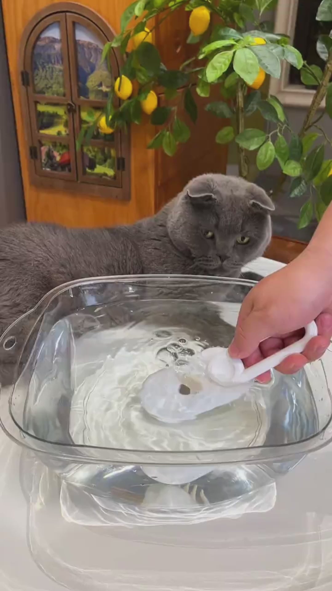 Cepillo Spa para Mascotas